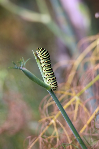 Chenille de Machaon