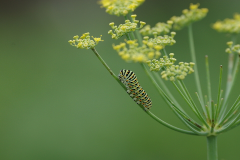 chenille machaon