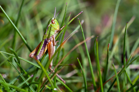 Chorthippus parallelus