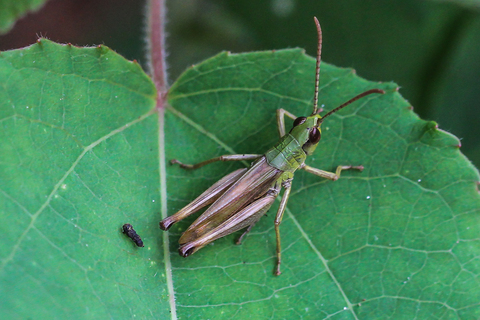 Chorthippus parallelus