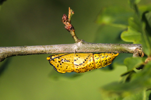 chrysalide de Gazé, Aporia crataegi