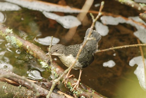 Cincle plongeur - Cinclus cinclus - juvénile