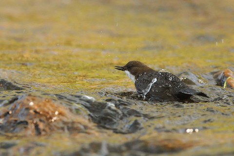 Cincle plongeur - Cinclus cinclus