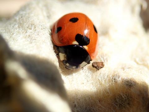 Coccinella septempunctata