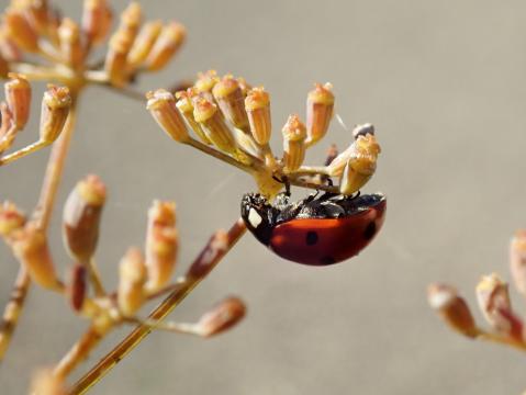 Coccinella septempunctata