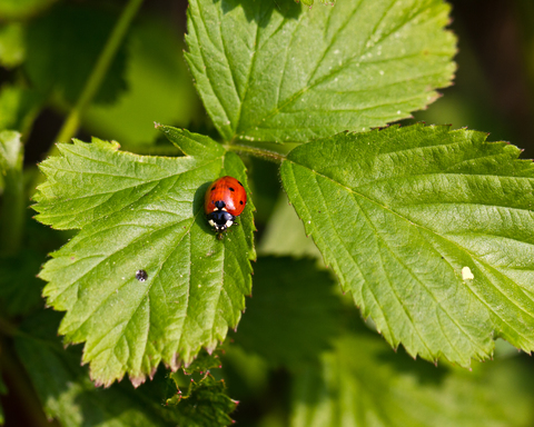  Coccinella septempunctata