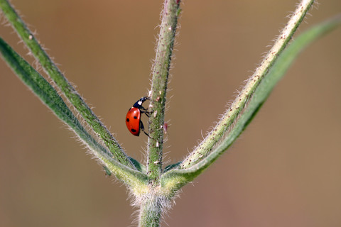 Coccinella septempunctata