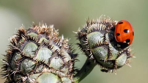 Coccinella septempunctata