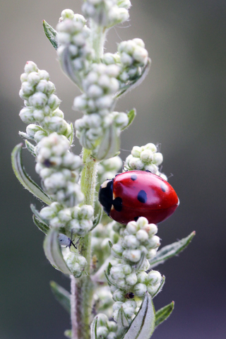 Coccinella septempunctata