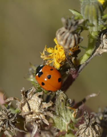 Coccinella septempunctata