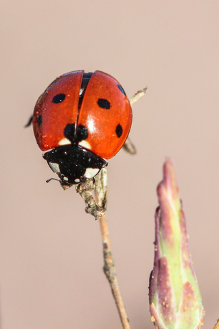 Coccinelle à 7 points, Coccinelle - Coccinella septempunctata