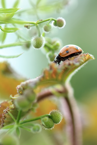 Coccinelle à sept points