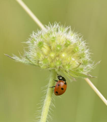 Coccinella septempunctata