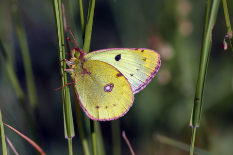 Colias alfacariensis