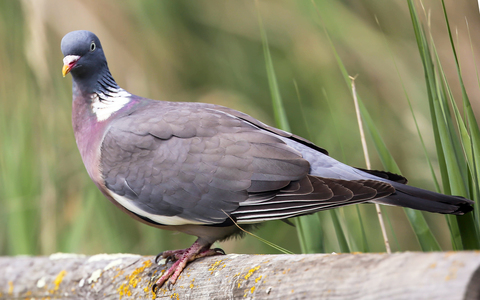 Columba palumbus