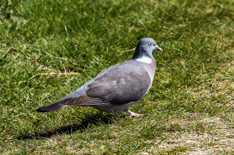 Columba palumbus
