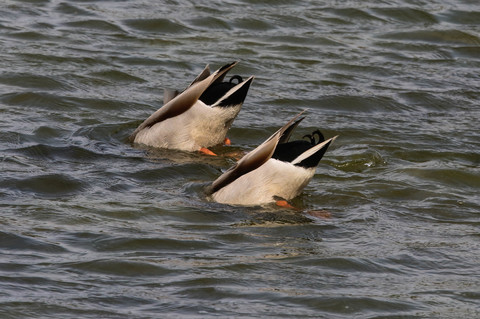 colverts