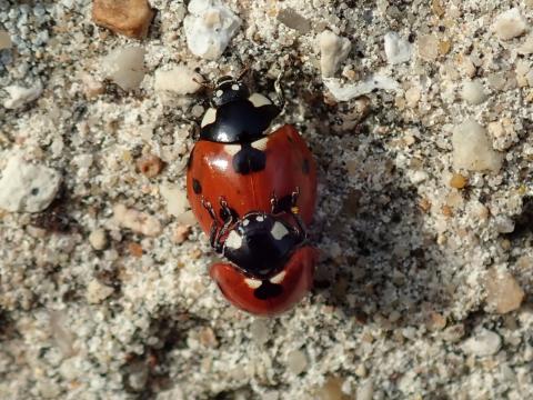 Accouplement de Coccinella septempunctata