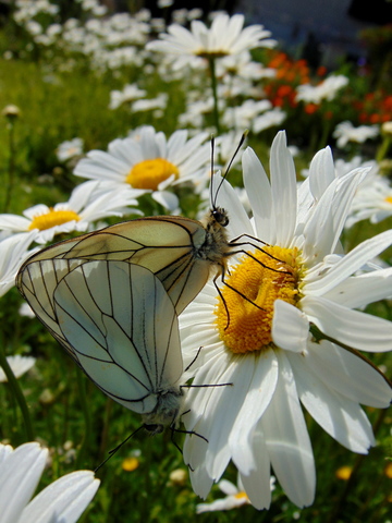 Couple de Gazés (Aporia crataegi) sur marguerite à Corpeau (21) - Mai 2019