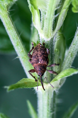 Curculio nucum, le Balanin des noisettes