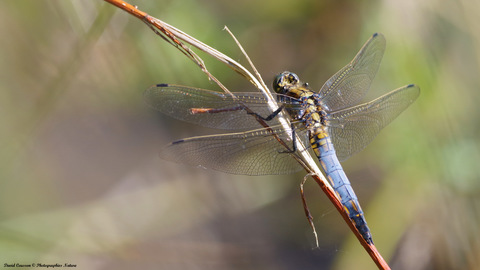 Orthétrum réticulé - Orthetrum cancellatum
