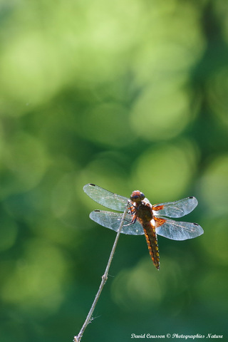 Libellule déprimée - Libellula depressa