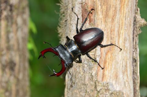 Lucanus cervus mâle