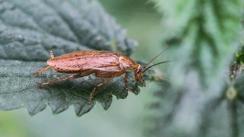 Ectobius pallidus