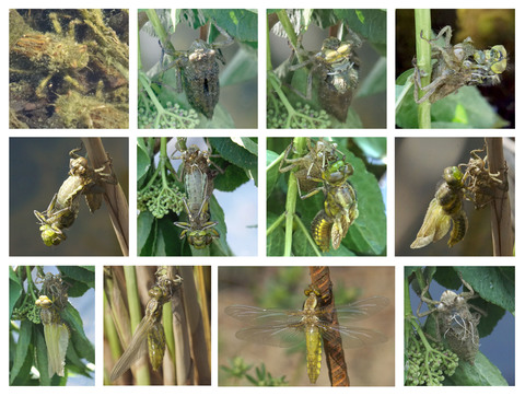 Emergence de libellules déprimées