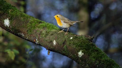 Erithacus rubecula