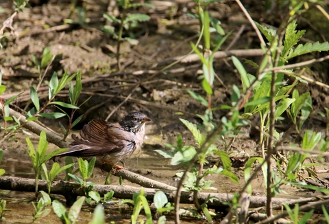 Fauvette grisette après le bain