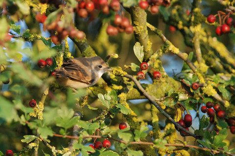 Fauvette grisette - Sylvia communis