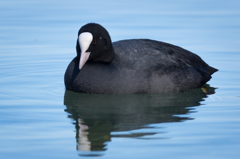 Foulque macroule (Fulica atra)