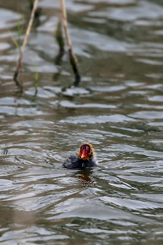 Fulica atra