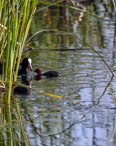 Fulica atra