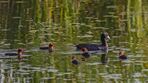 Fulica atra