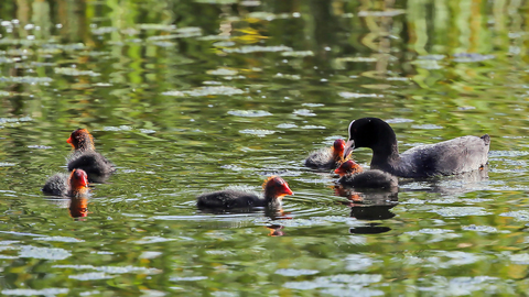 Fulica atra