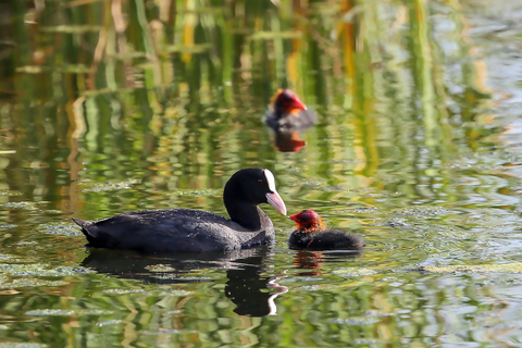 Fulica atra