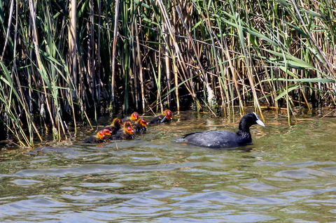 Fulica atra