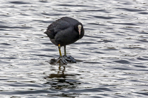 Fulica atra