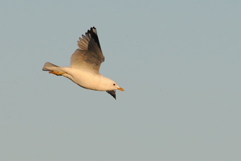 Goéland cendré - Larus canus