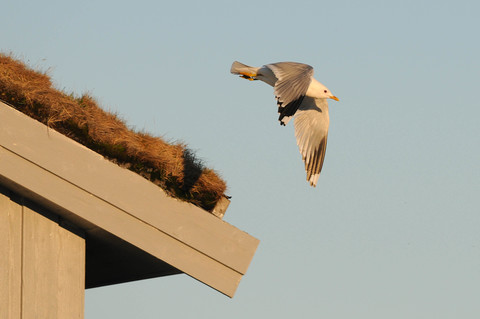 Goéland cendré - Larus canus