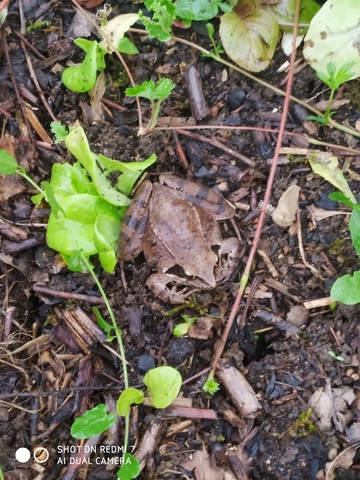 Grenouille rousse au jardin