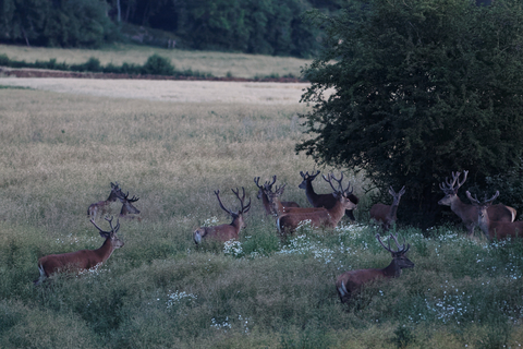 Harde de cerfs en velours