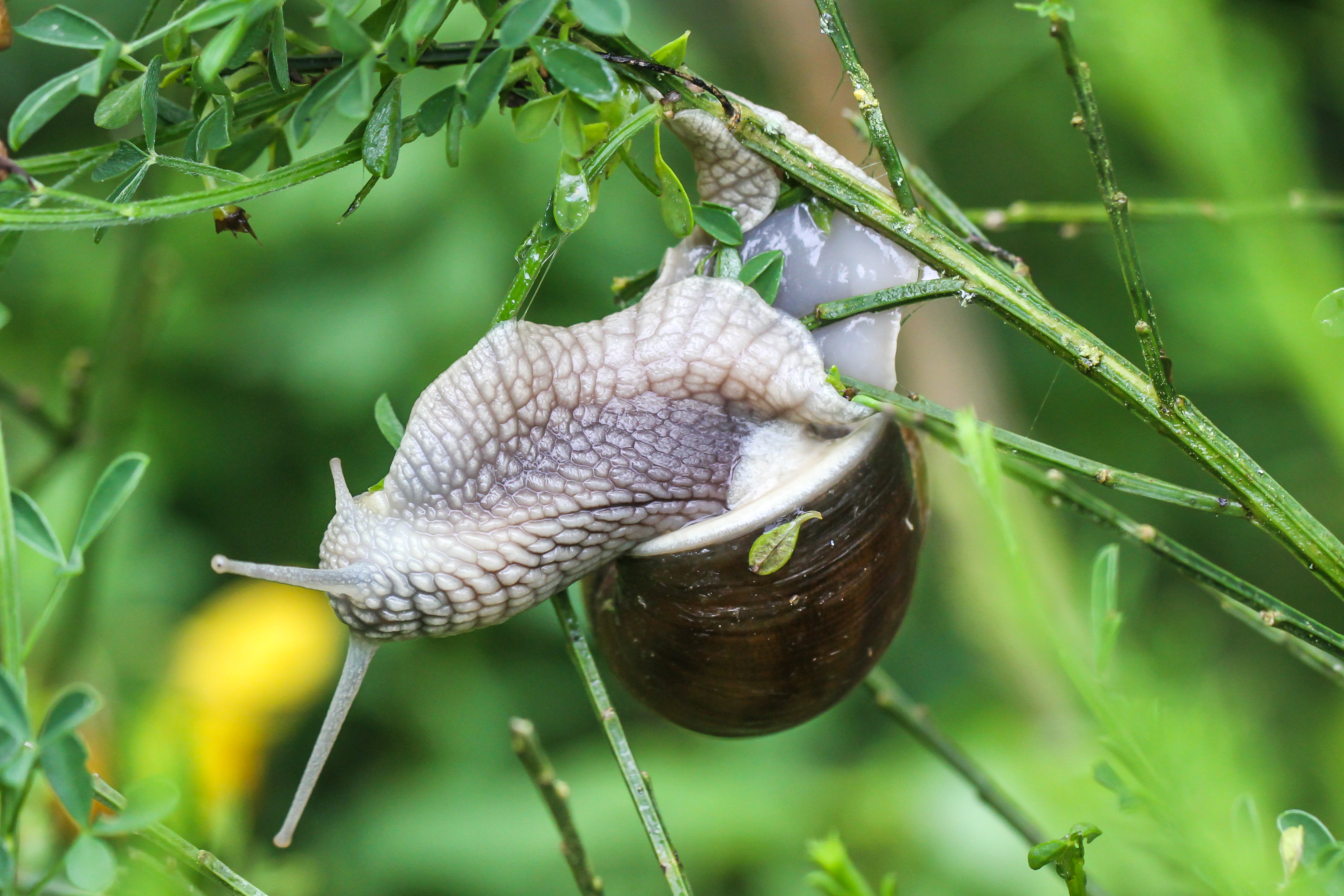 L'escargot de Bourgogne - Quel est cet animal ?
