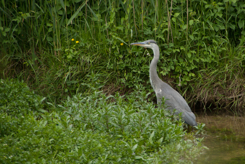 Héron cendré (Ardea cinerea)