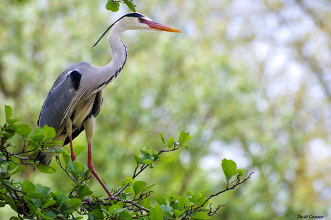 Héron cendré - Ardea cinerea