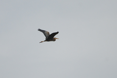 Héron pourpré - Ardea purpurea