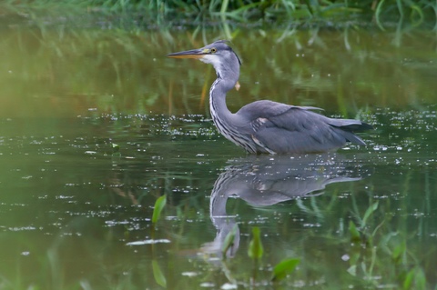 Heron se mirant tout en pêchant 