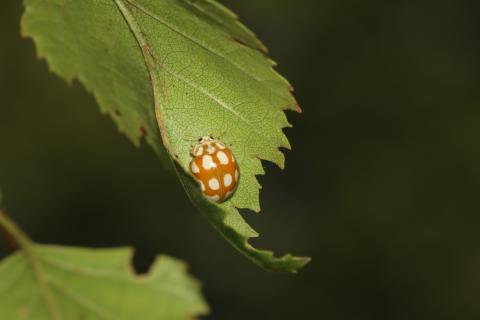 Calvia decemguttata